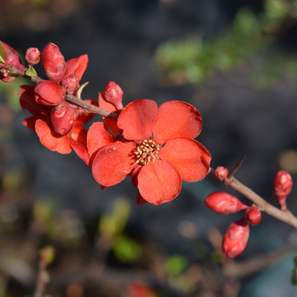 Zierquitte Hollandia - Chaenomeles superba