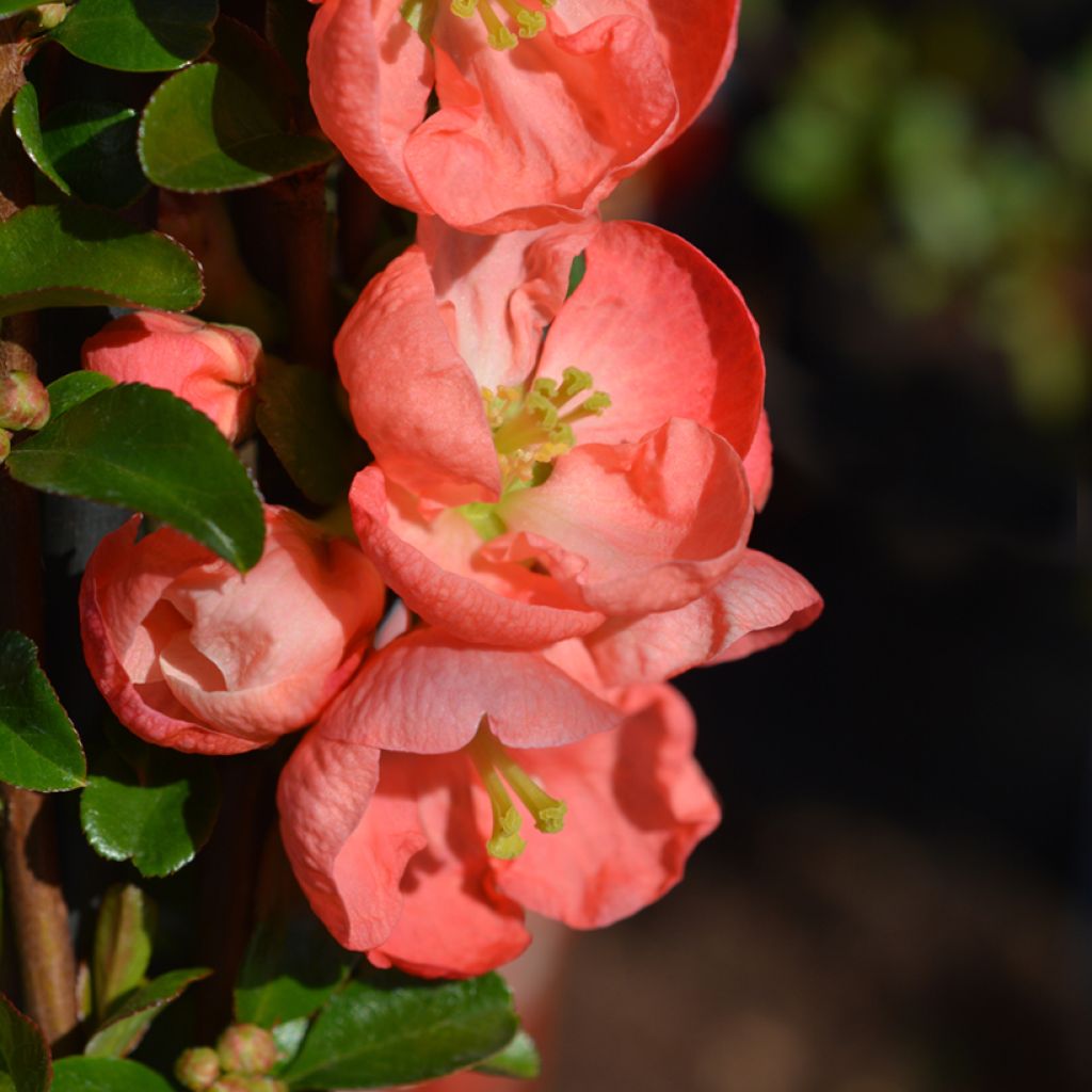 Zierquitte Salmon Horizon - Chaenomeles superba