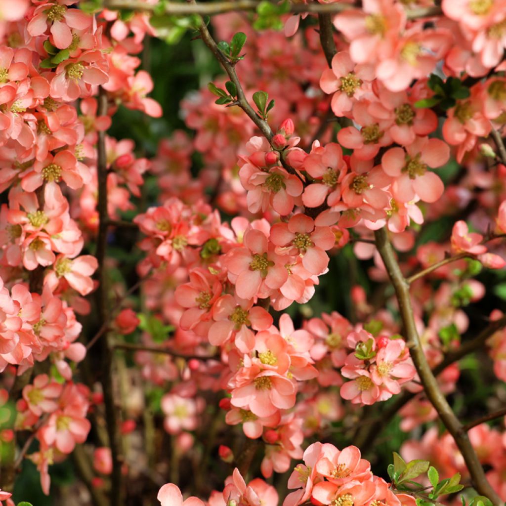 Zierquitte Salmon Horizon - Chaenomeles superba