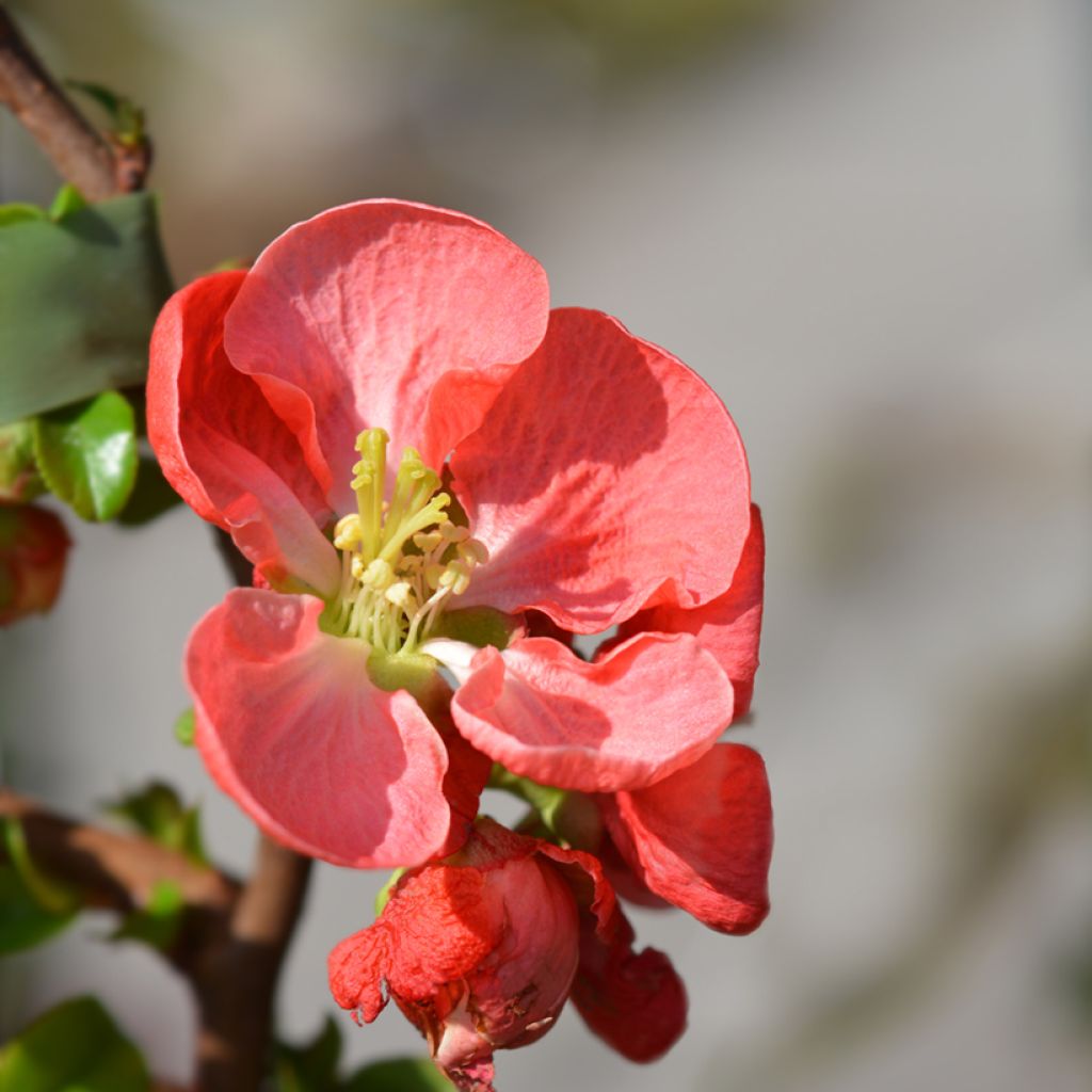 Zierquitte Texas Scarlet - Chaenomeles superba