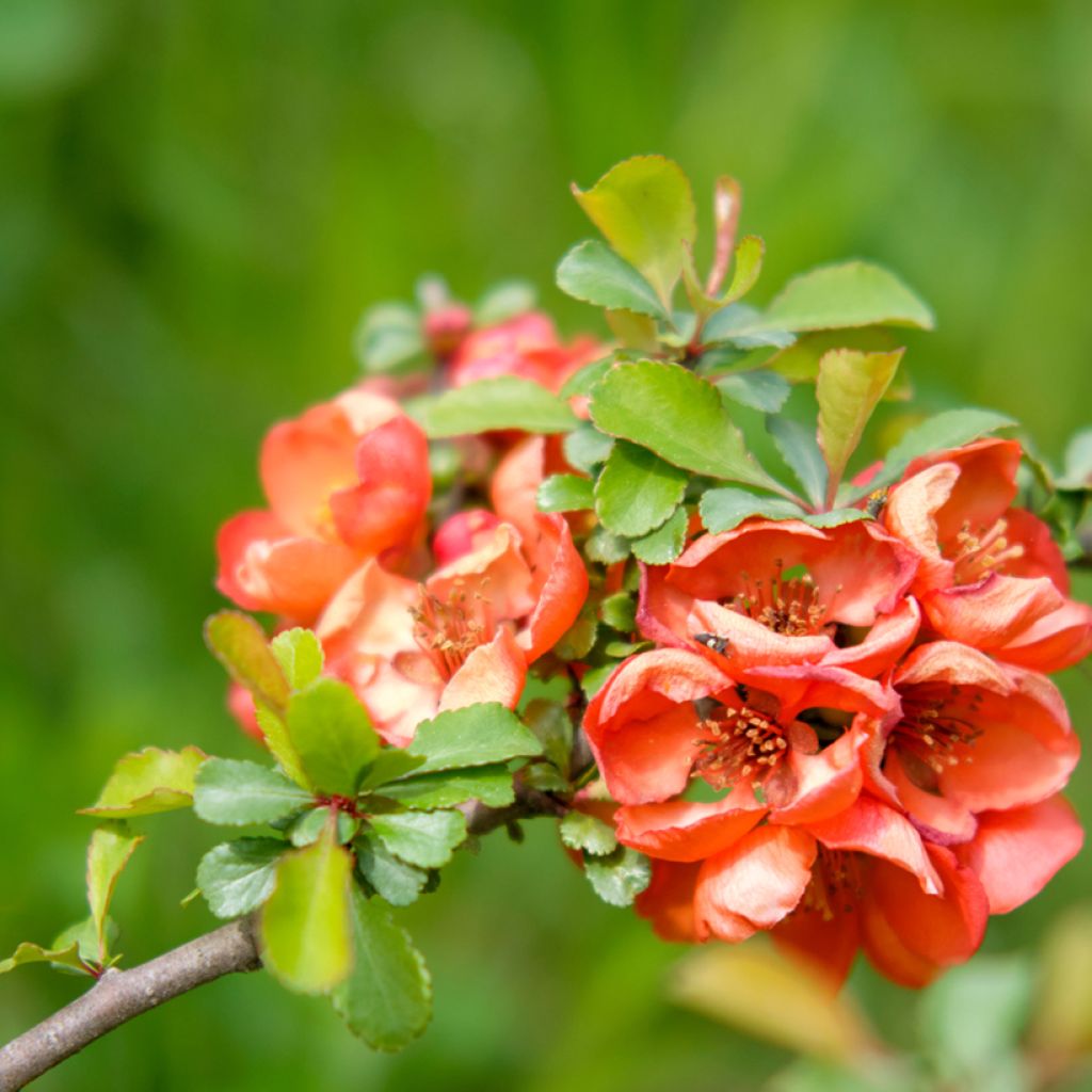 Zierquitte Texas Scarlet - Chaenomeles superba