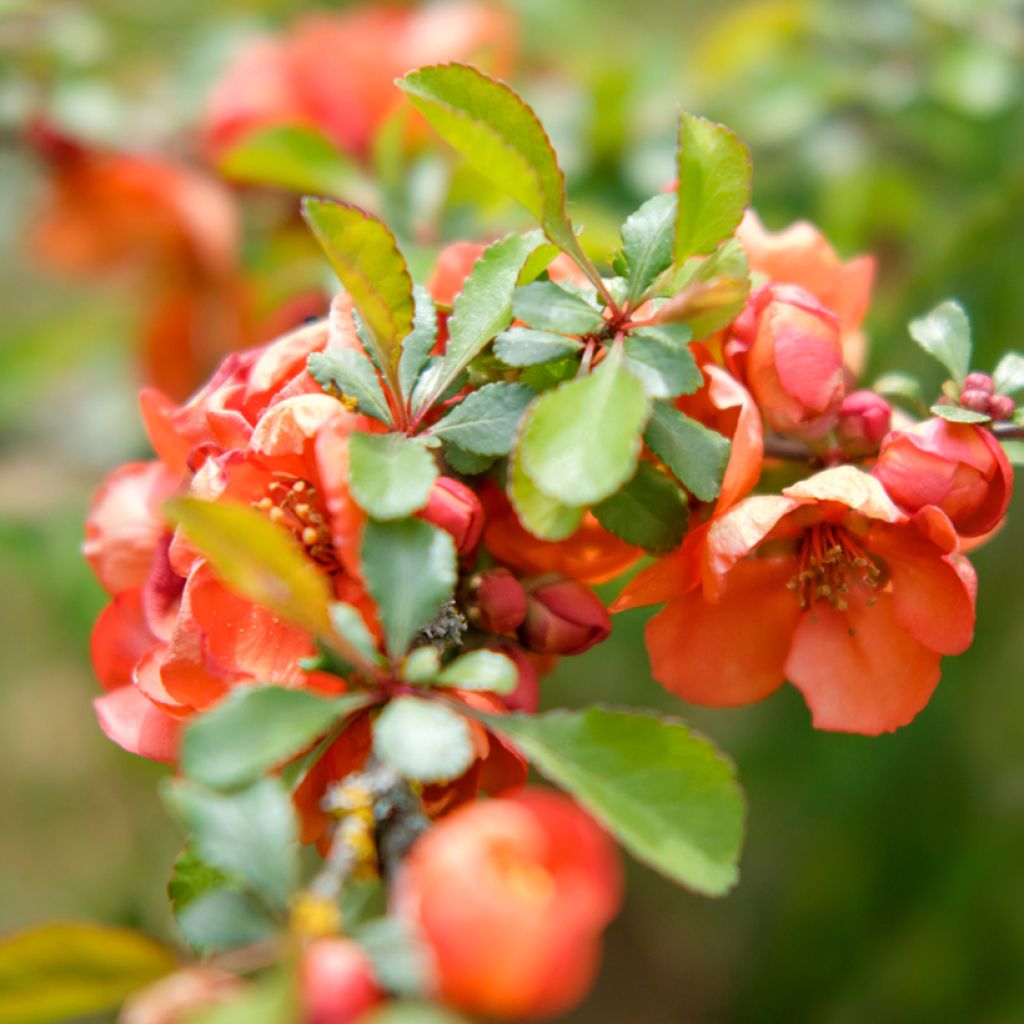 Zierquitte Texas Scarlet - Chaenomeles superba