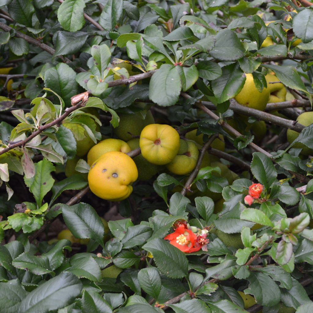 Zierquitte Crimson and Gold - Chaenomeles superba