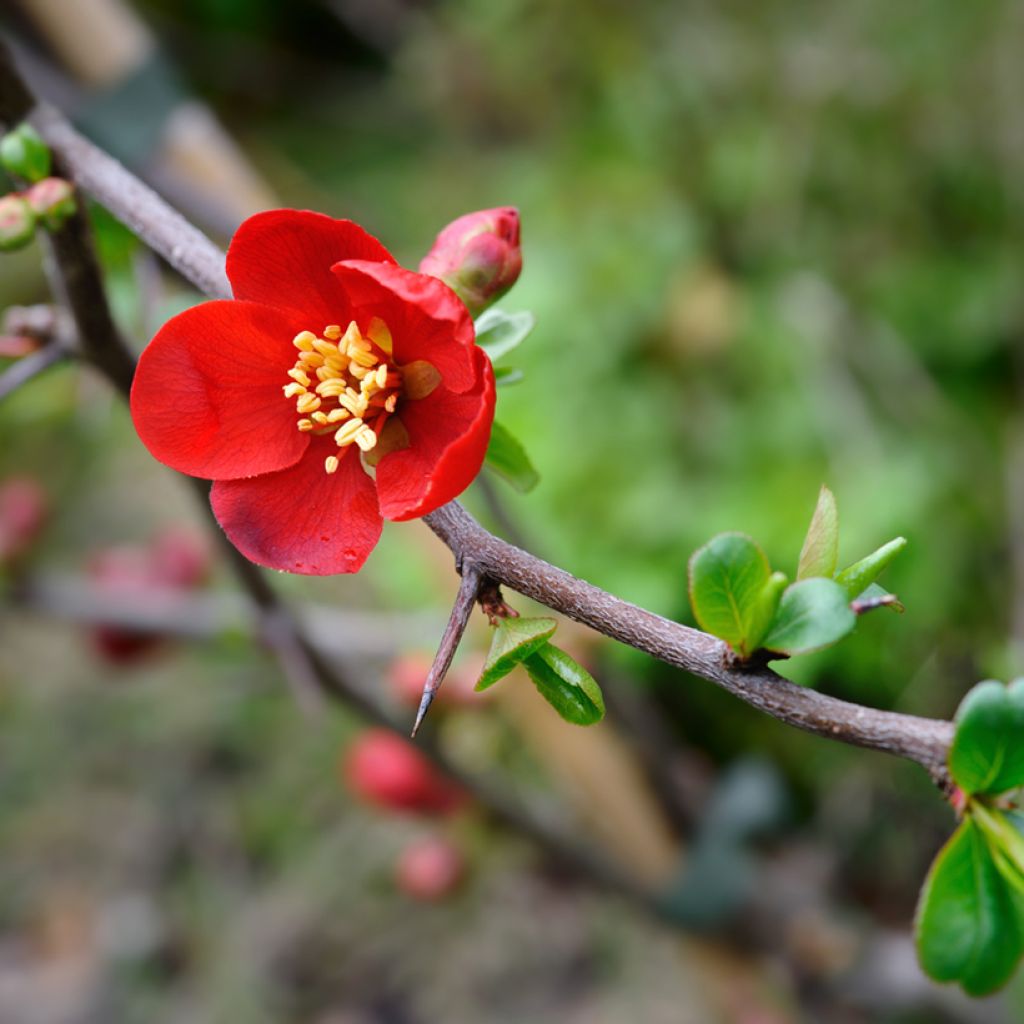 Zierquitte Crimson and Gold - Chaenomeles superba