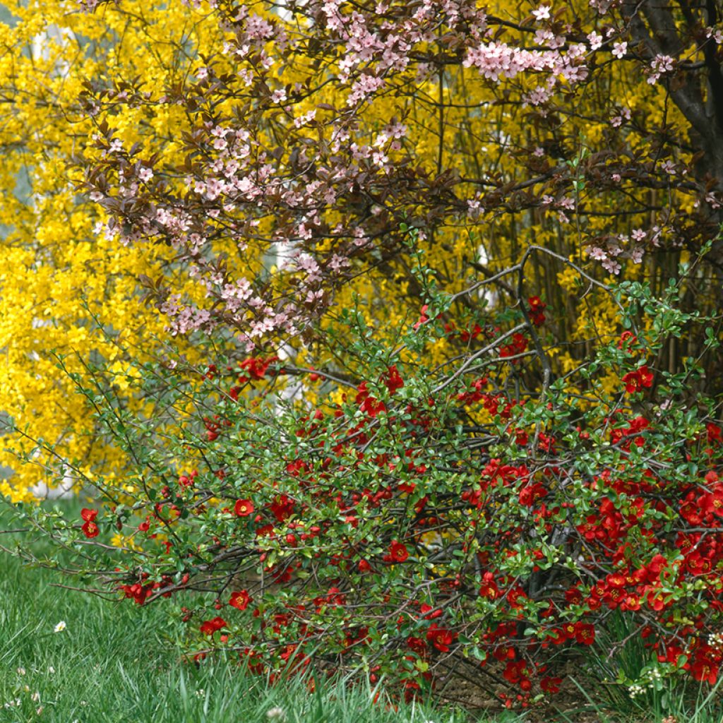 Zierquitte Crimson and Gold - Chaenomeles superba