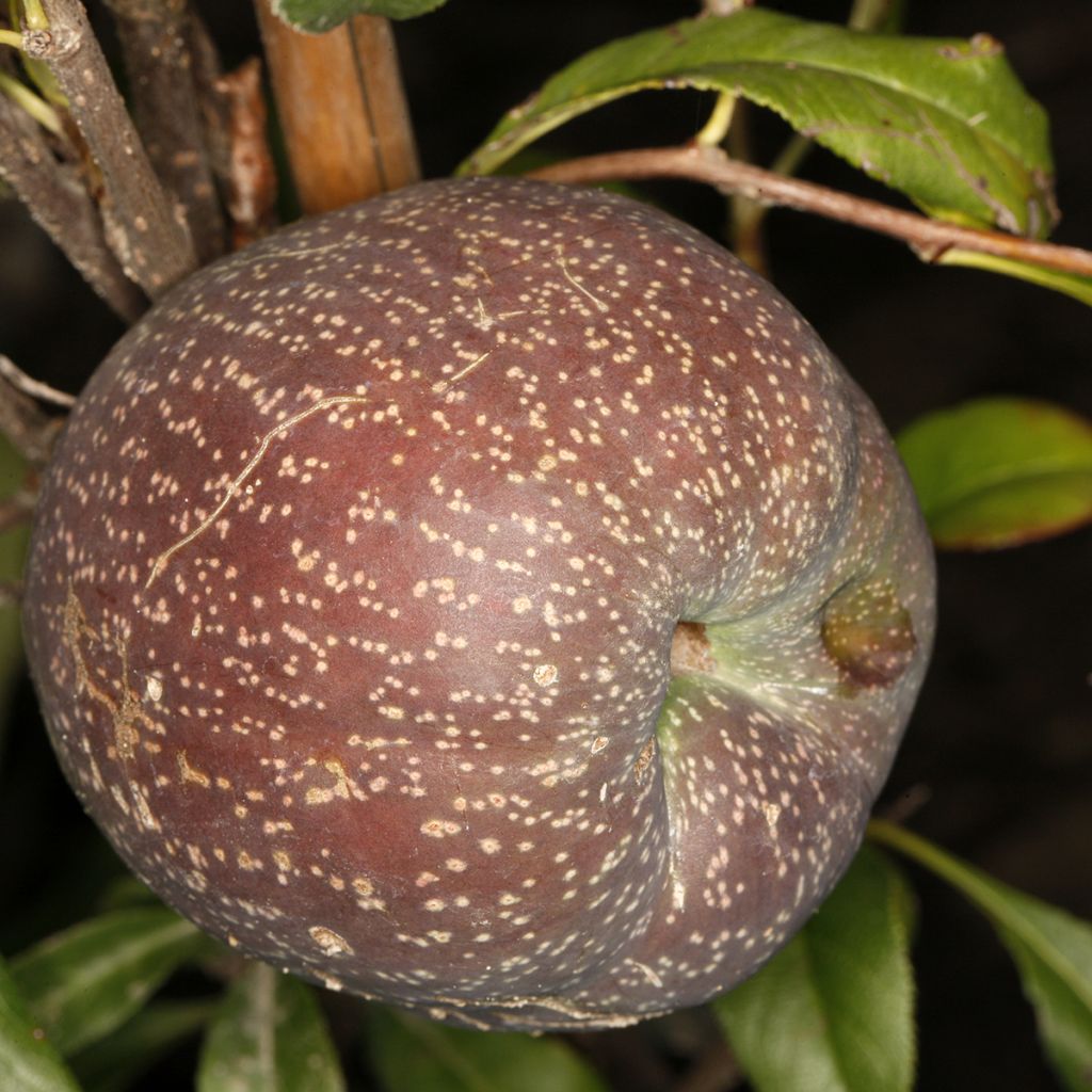 Zierquitte Flocon Rose - Chaenomeles speciosa