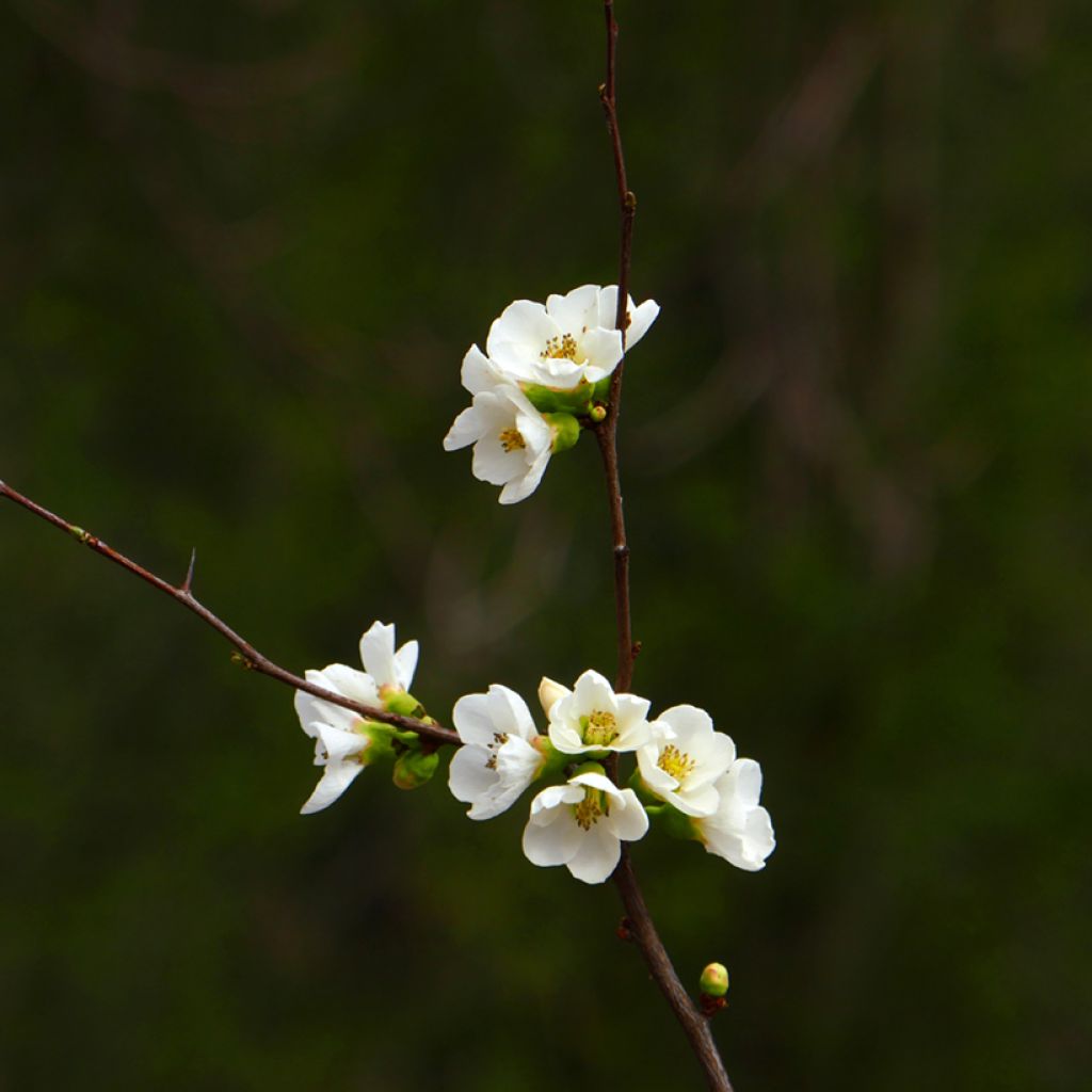 Zierquitte Jet Trail - Chaenomeles superba