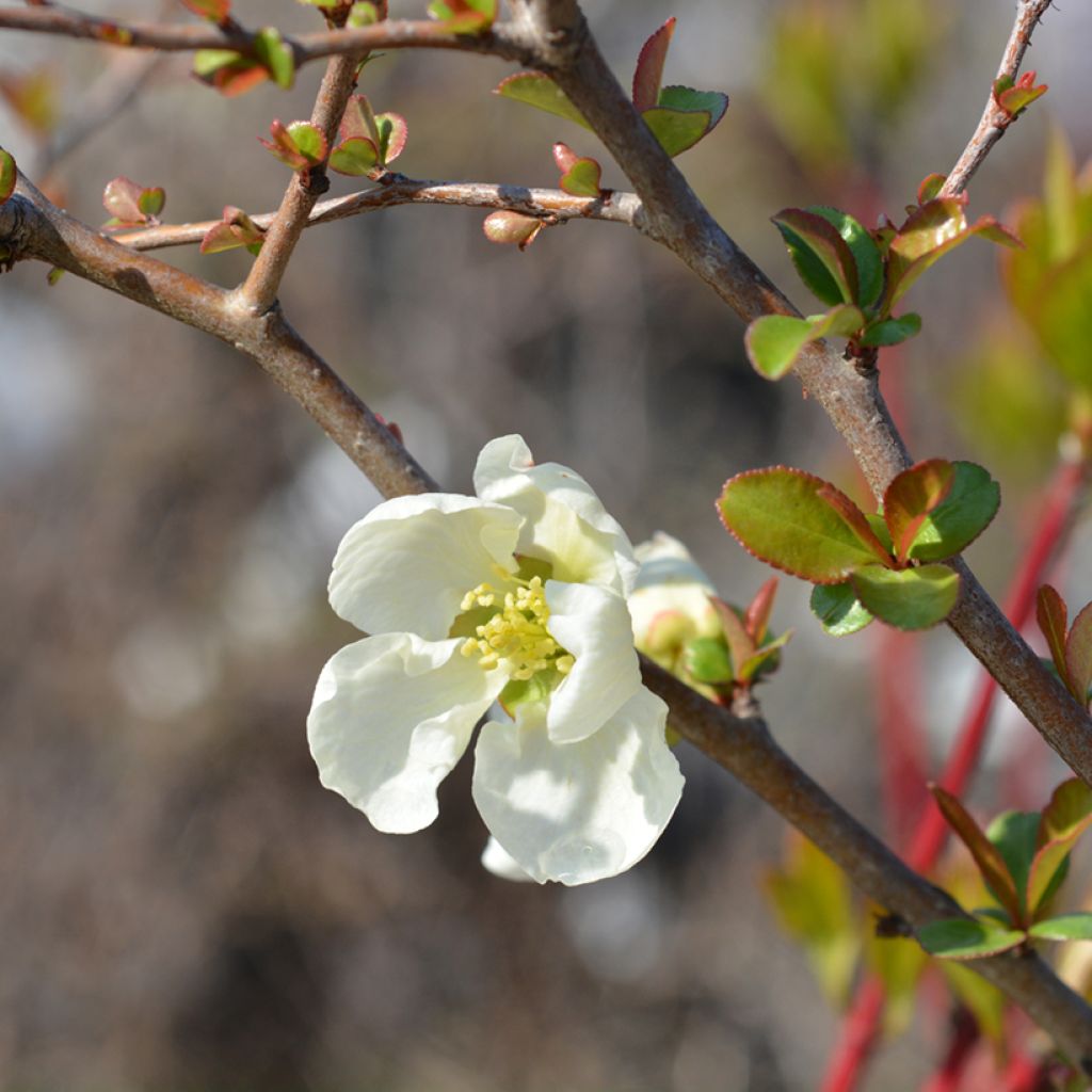 Zierquitte Jet Trail - Chaenomeles superba