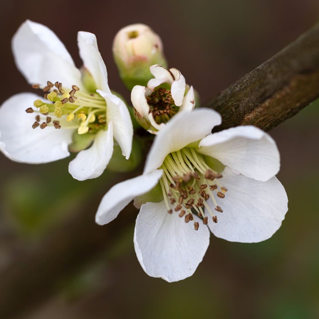 Zierquitte Nivalis - Chaenomeles speciosa