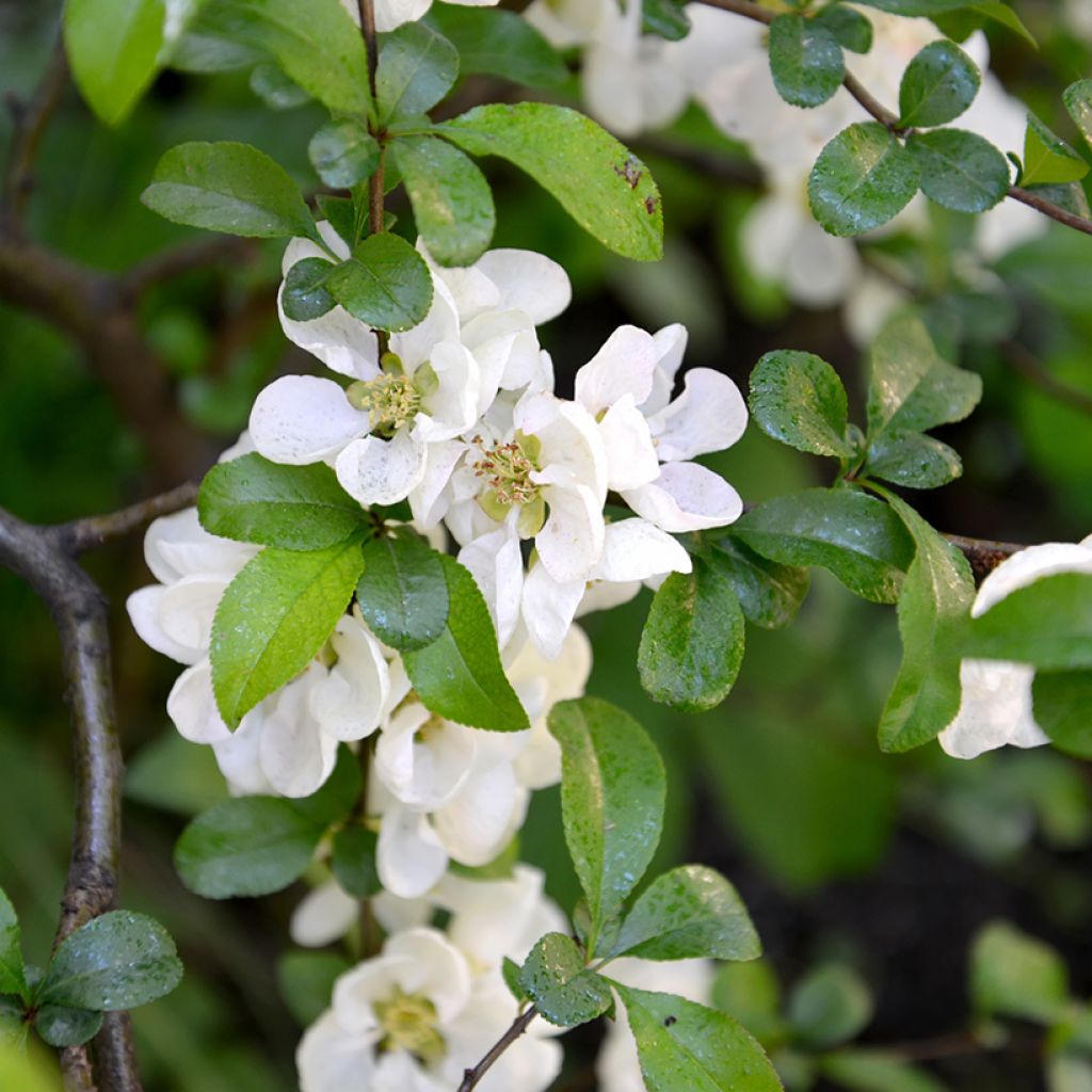 Zierquitte Nivalis - Chaenomeles speciosa