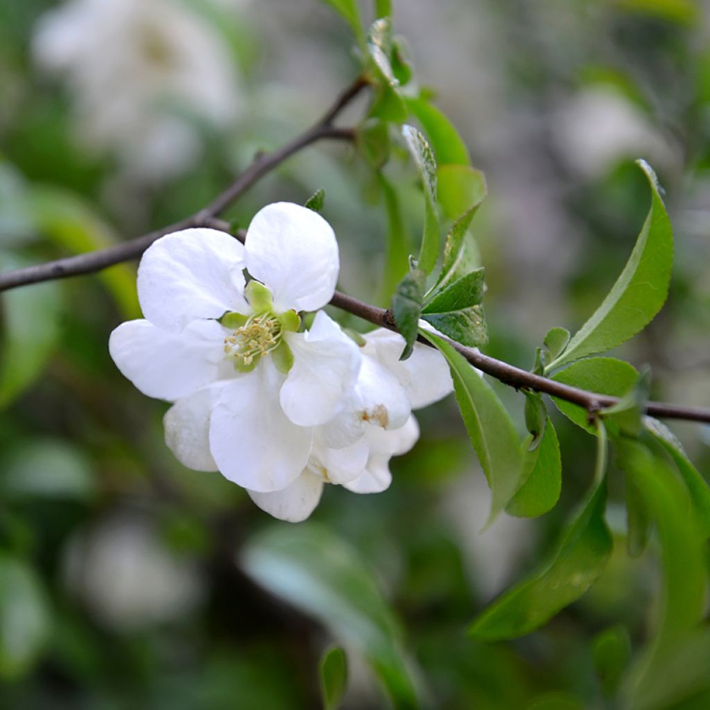 Zierquitte Nivalis - Chaenomeles speciosa