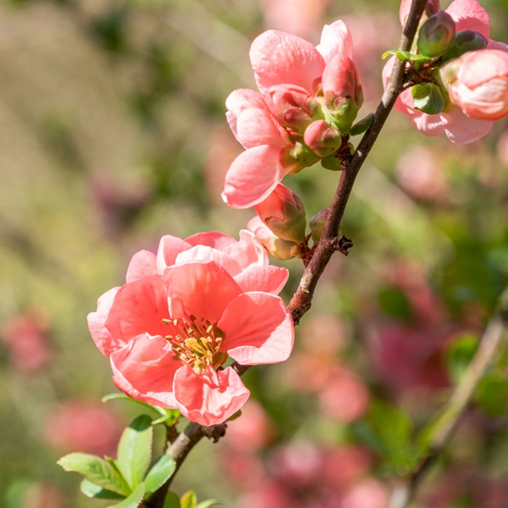 Zierquitte Pink Lady - Chaenomeles superba