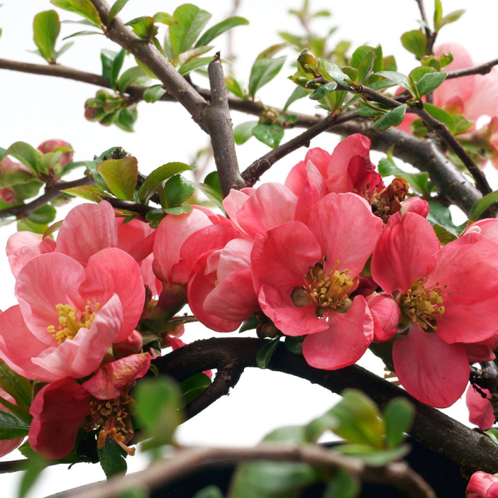 Zierquitte Pink Lady - Chaenomeles superba