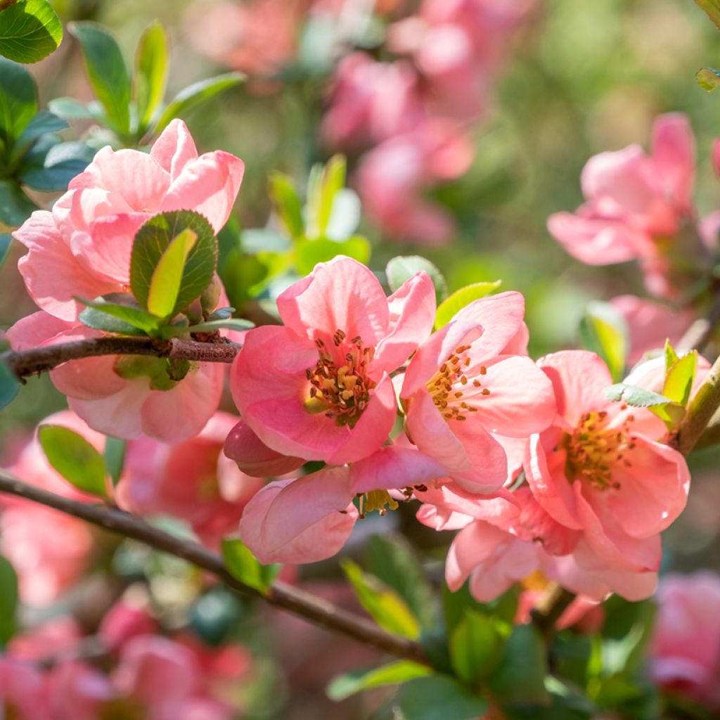 Zierquitte Pink Lady - Chaenomeles superba