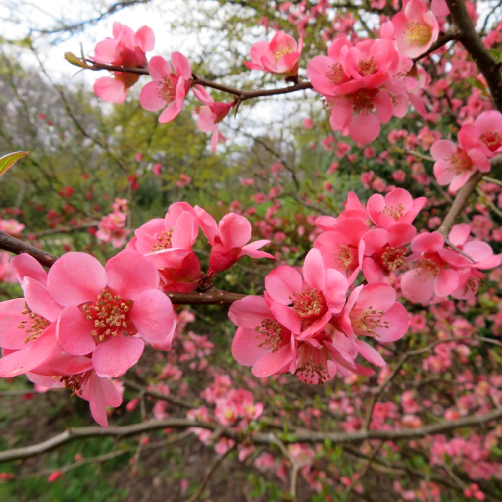 Cognassier du Japon Pink Trail - Chaenomeles x superba