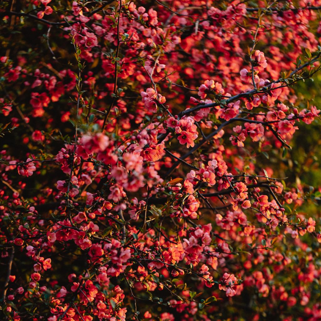 Zierquitte Red Joy - Chaenomeles superba