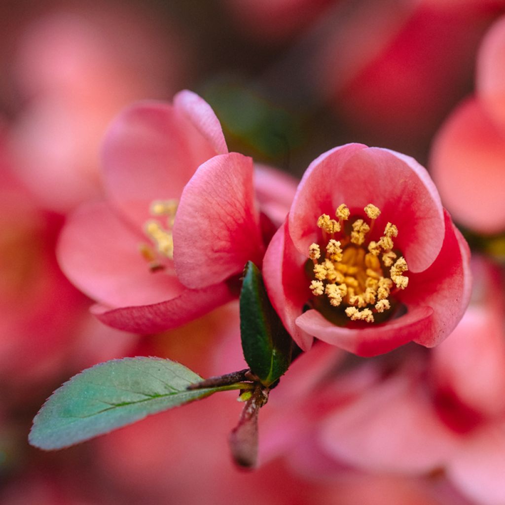 Zierquitte Red Joy - Chaenomeles superba