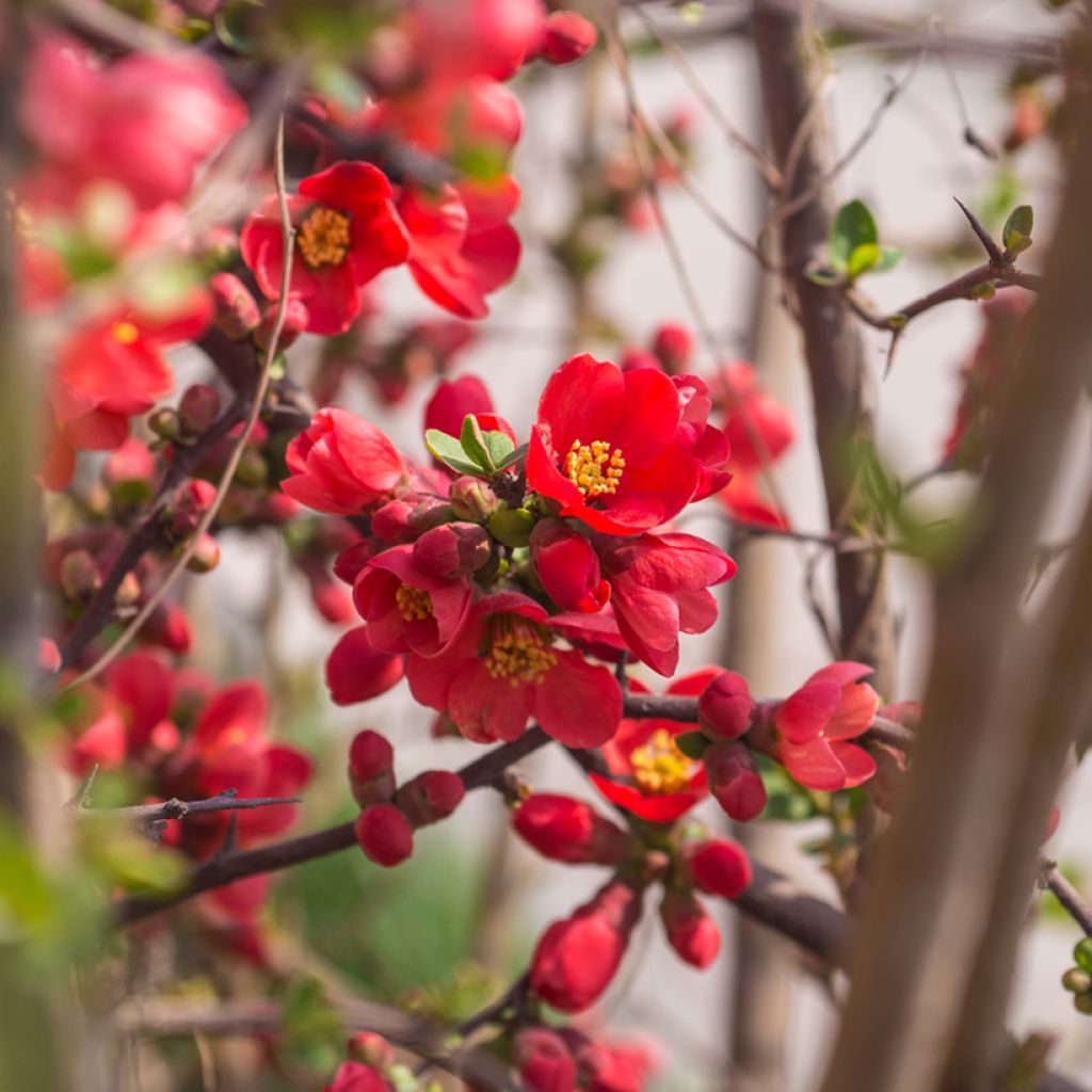 Zierquitte Red Joy - Chaenomeles superba