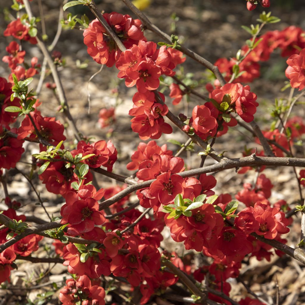 Zierquitte Rubra - Chaenomeles speciosa