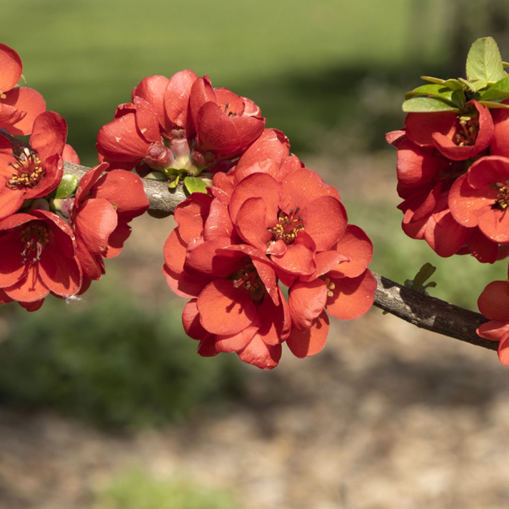 Zierquitte Rubra - Chaenomeles speciosa