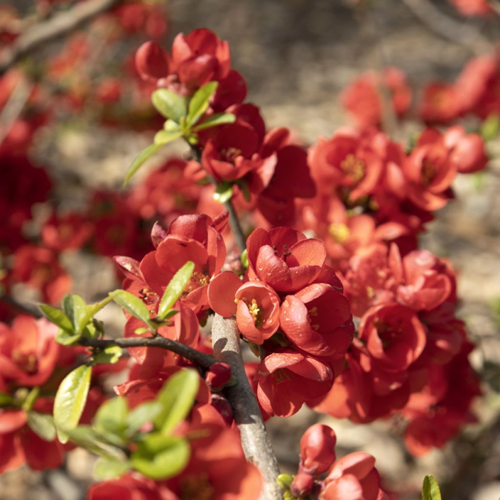 Zierquitte Rubra - Chaenomeles speciosa