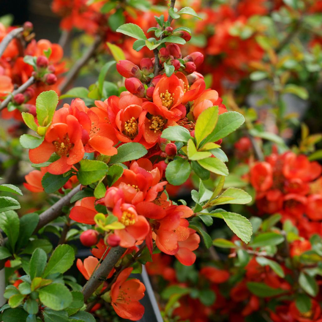 Japanische Zierquitte Sargentii - Chaenomeles japonica