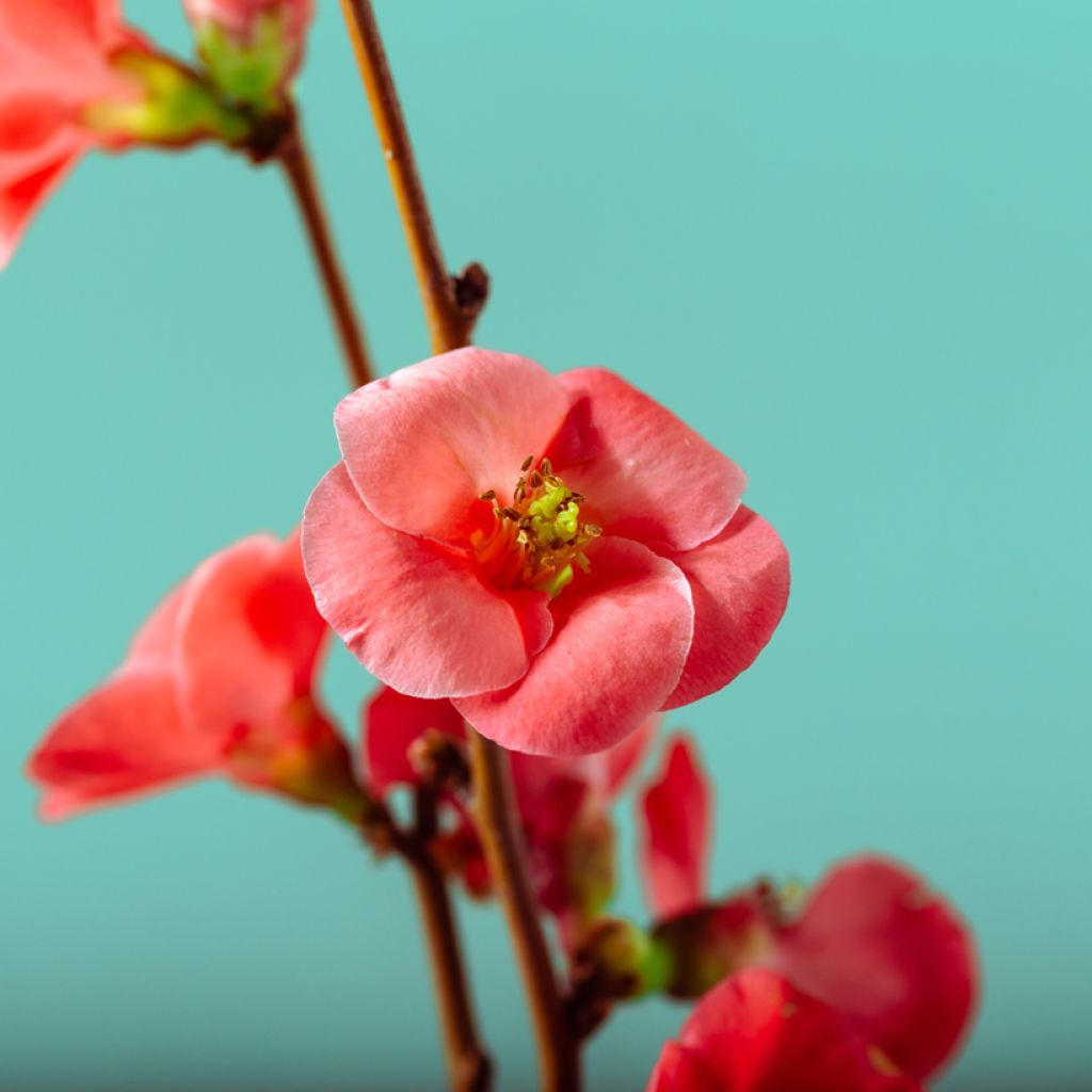 Japanische Zierquitte Sargentii - Chaenomeles japonica