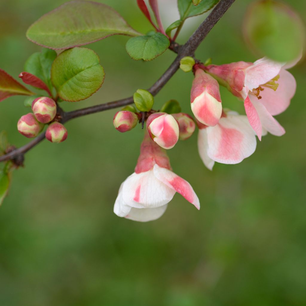 Zierquitte Toyo-Nishiki - Chaenomeles speciosa