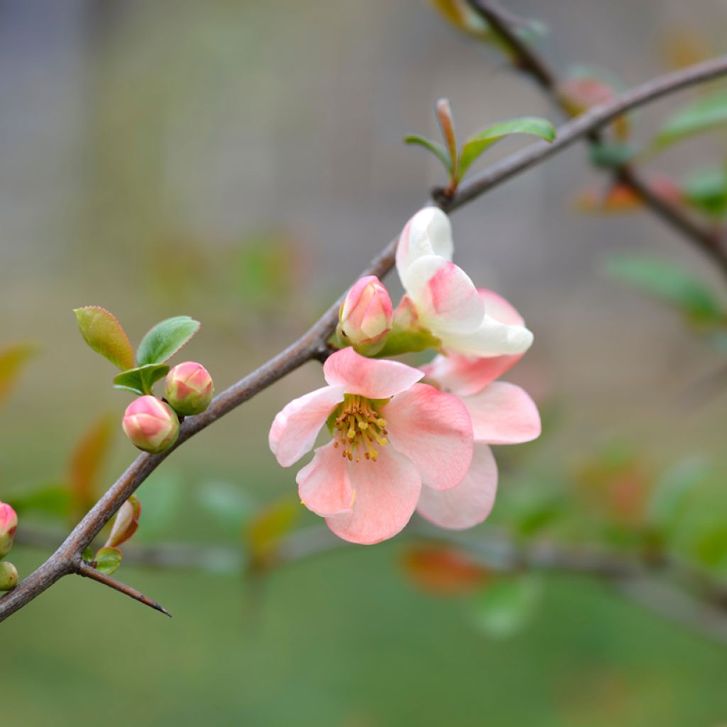 Zierquitte Toyo-Nishiki - Chaenomeles speciosa