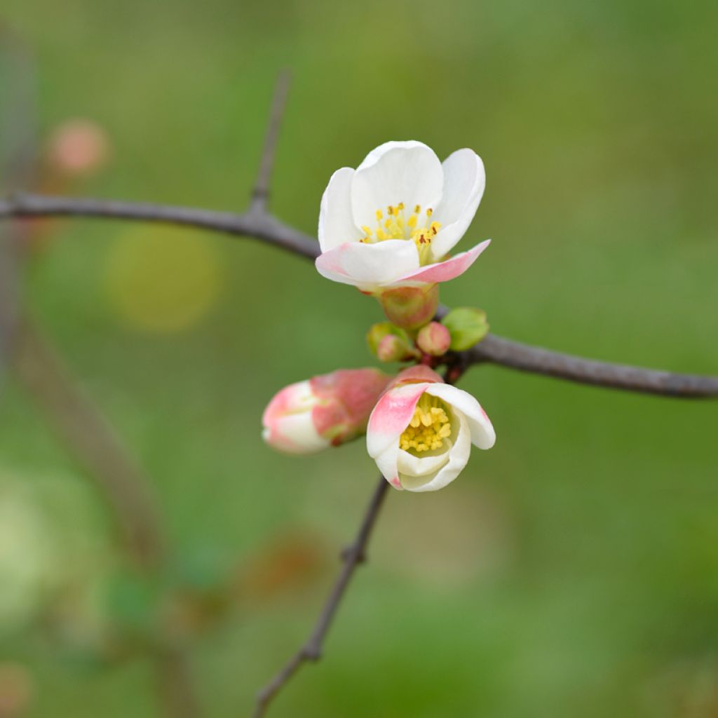 Zierquitte Toyo-Nishiki - Chaenomeles speciosa