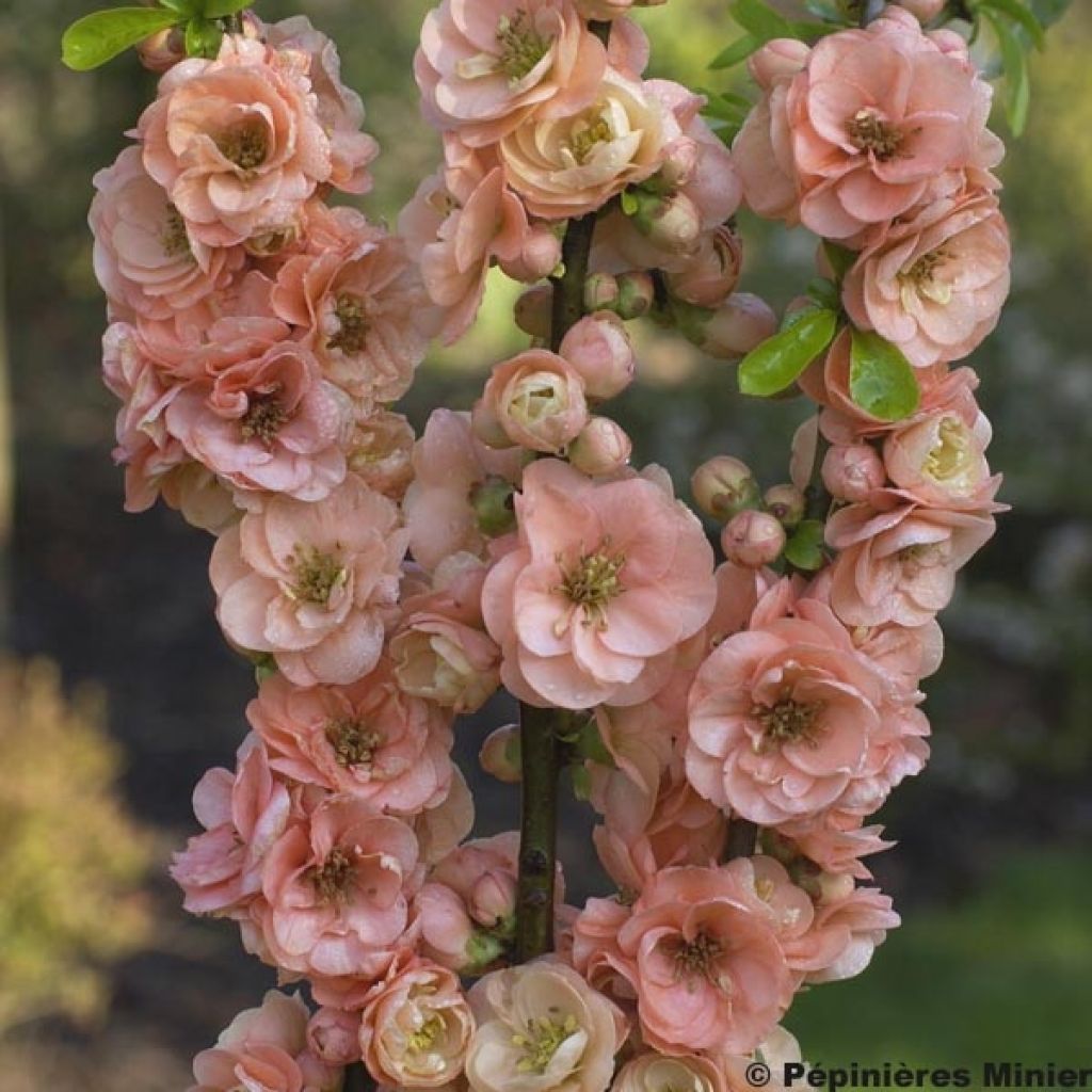 Cognassier du Japon Cameo - Chaenomeles superba 