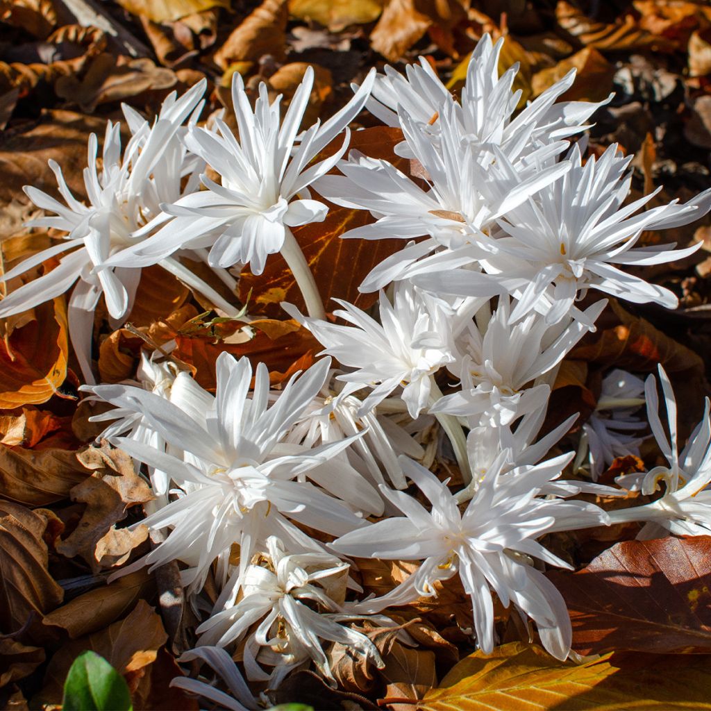 Colchicum autumnale Alboplenum - Herbst-Zeitlose