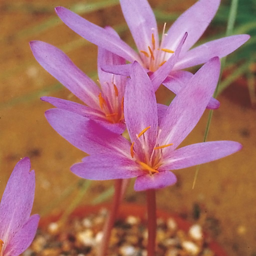 Colchicum autumnale Pannonicum - Herbst-Zeitlose