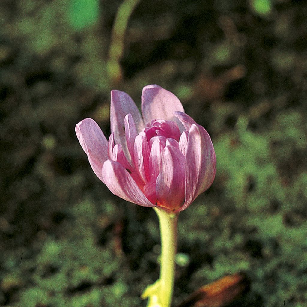 Colchicum autumnale Pleniflorum - Herbst-Zeitlose