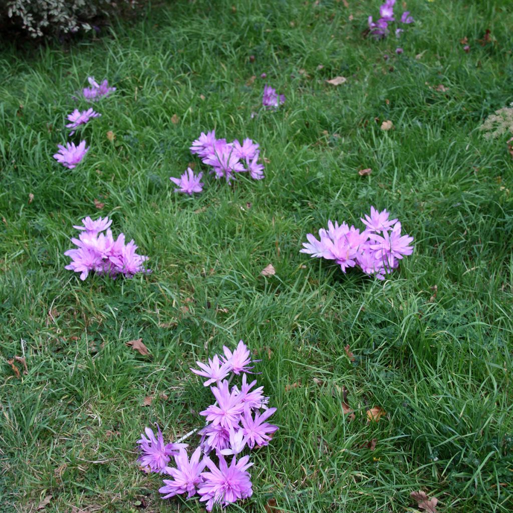 Colchicum autumnale Pleniflorum - Herbst-Zeitlose