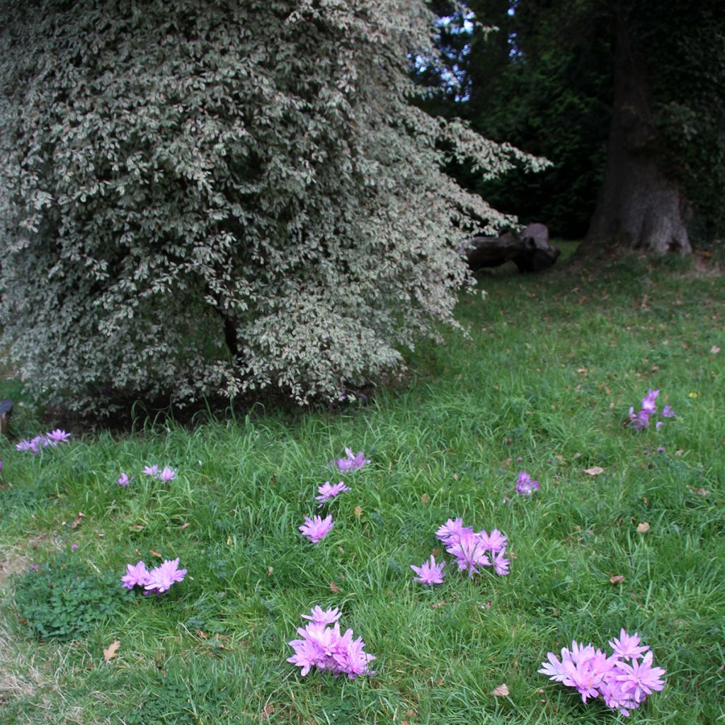 Colchicum autumnale Pleniflorum - Herbst-Zeitlose