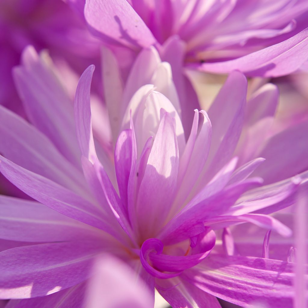 Colchicum Waterlily - Herbstzeitlose