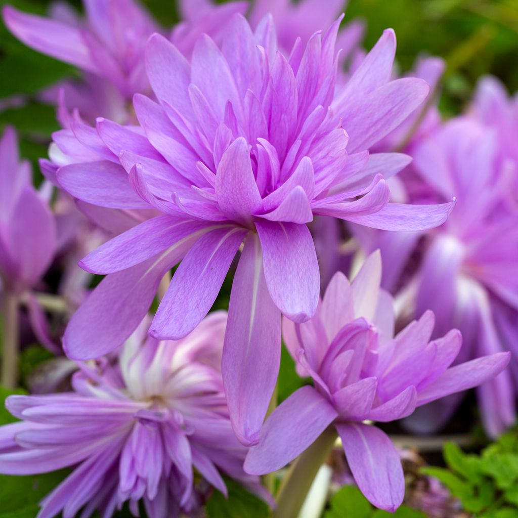 Colchicum Waterlily - Herbstzeitlose