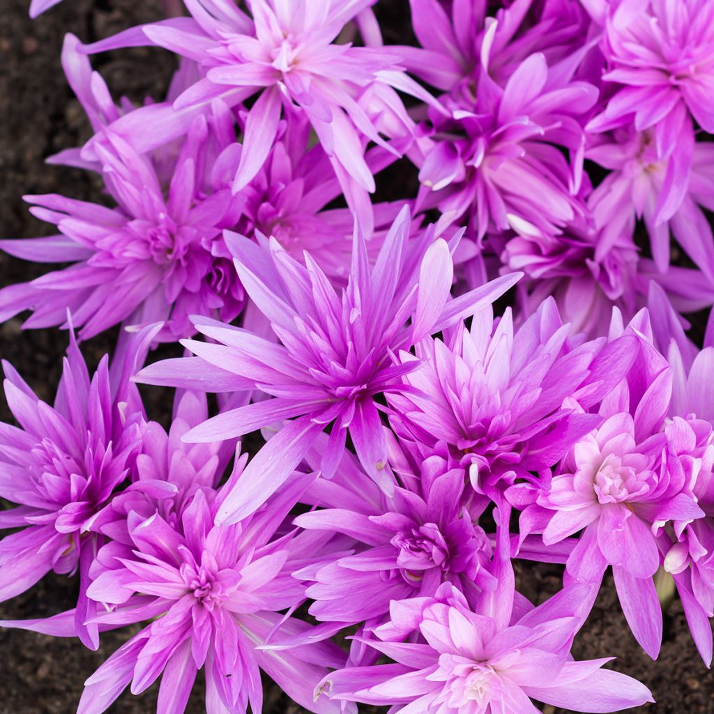 Colchicum Waterlily - Herbstzeitlose