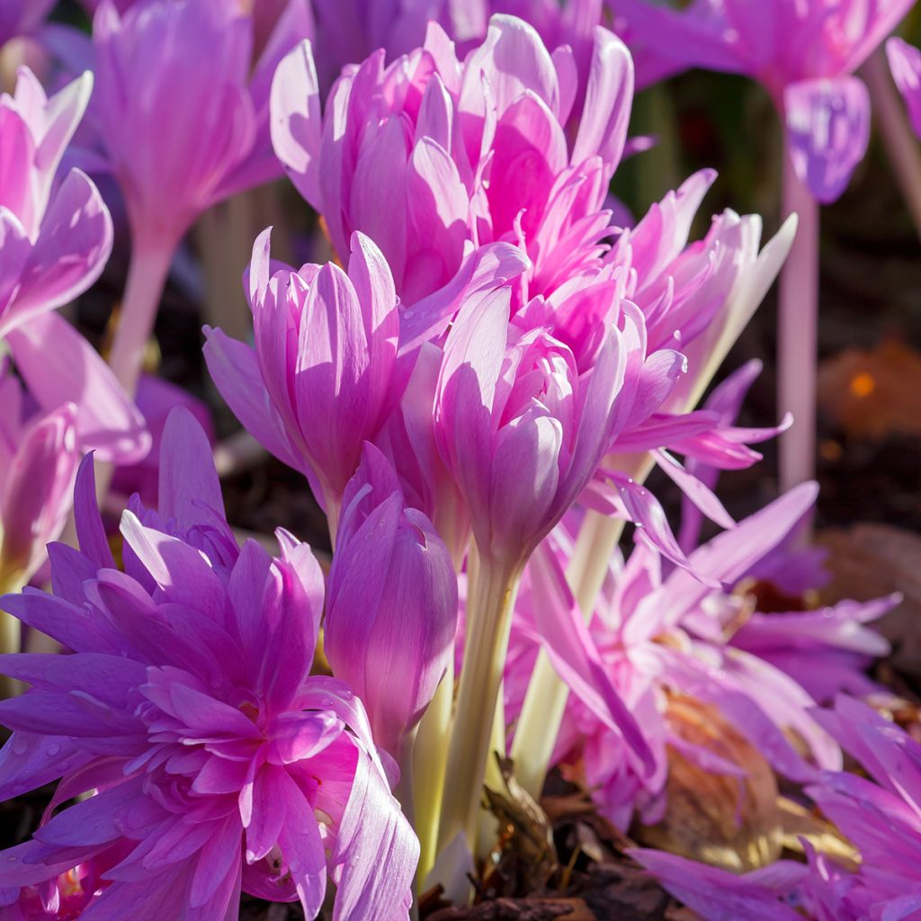 Colchicum Waterlily - Herbstzeitlose