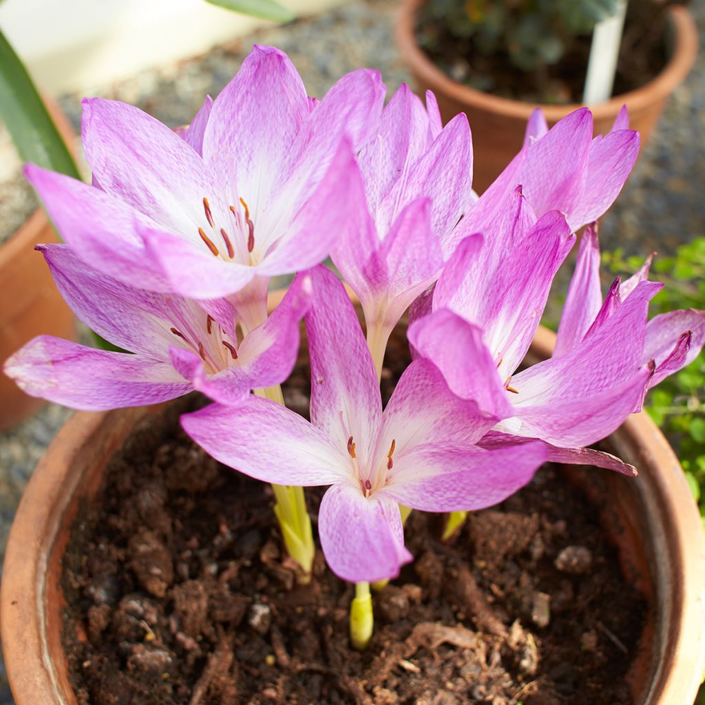 Colchicum Autumn Queen - Herbstzeitlose