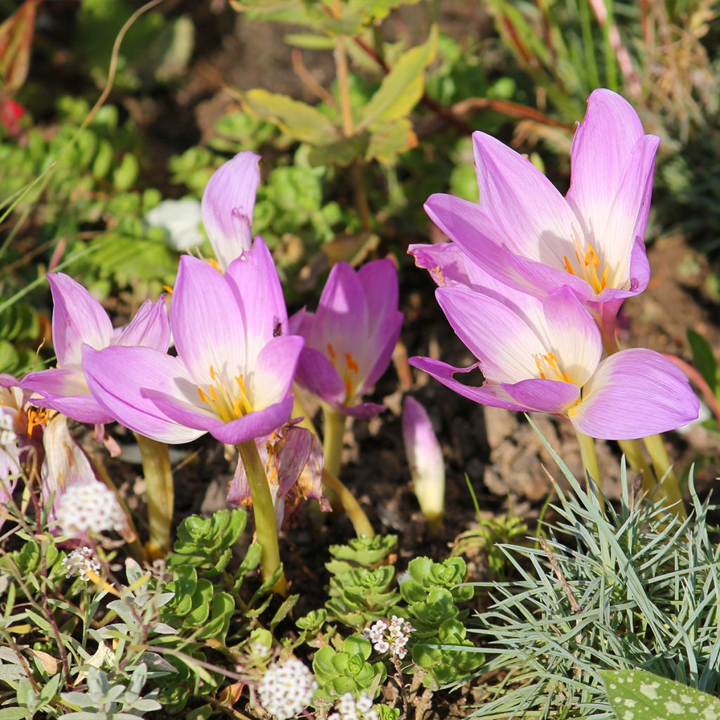 Colchicum speciosum - Kaukasus-Herbstzeitlose