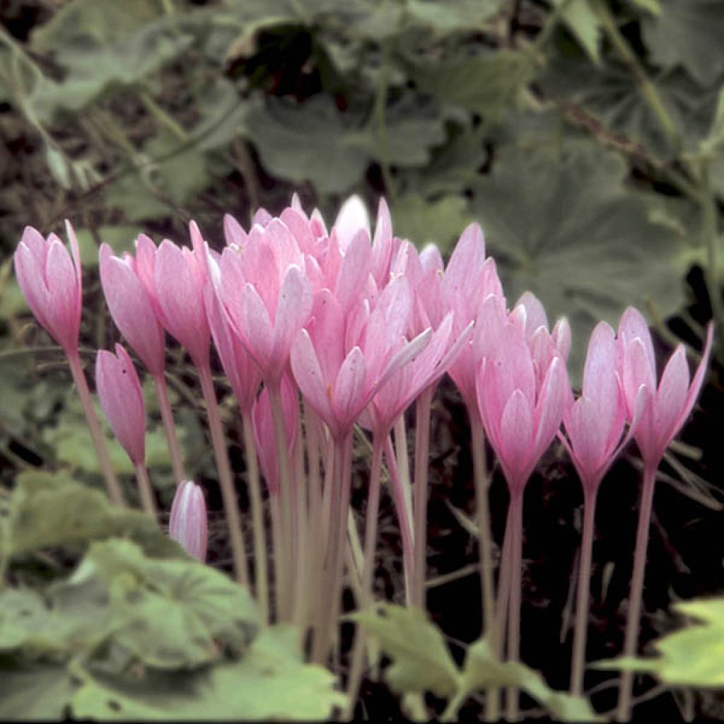 Colchicum autumnale Major - Herbst-Zeitlose