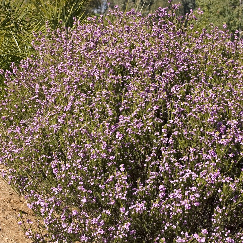 Coleonema pulchrum - Buisson confetti