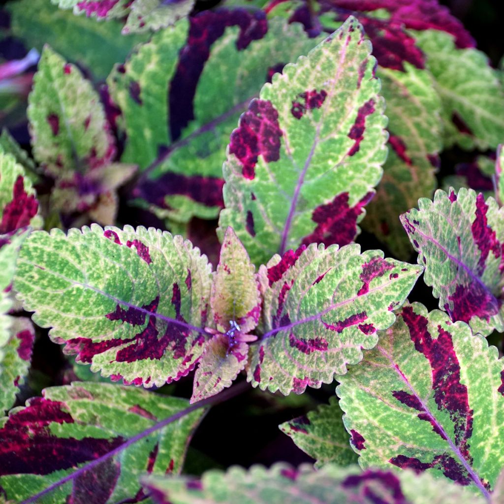 Coleus Premium Sun Mighty Mosaic