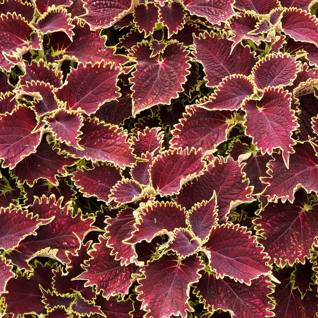 Coleus Vulcan - Buntnessel