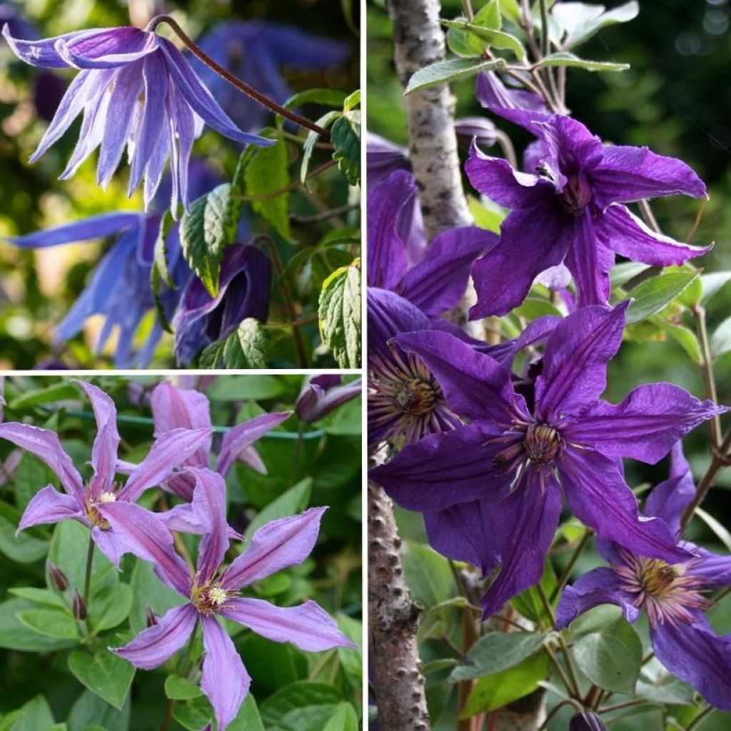 Waldrebe-Sammlung: widerstandsfähige Clematis in blau-violetten Tönen