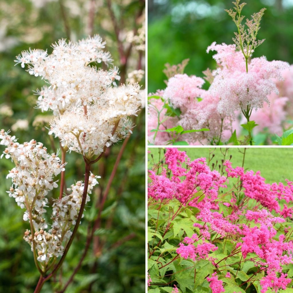 Filipendula-Sammlung