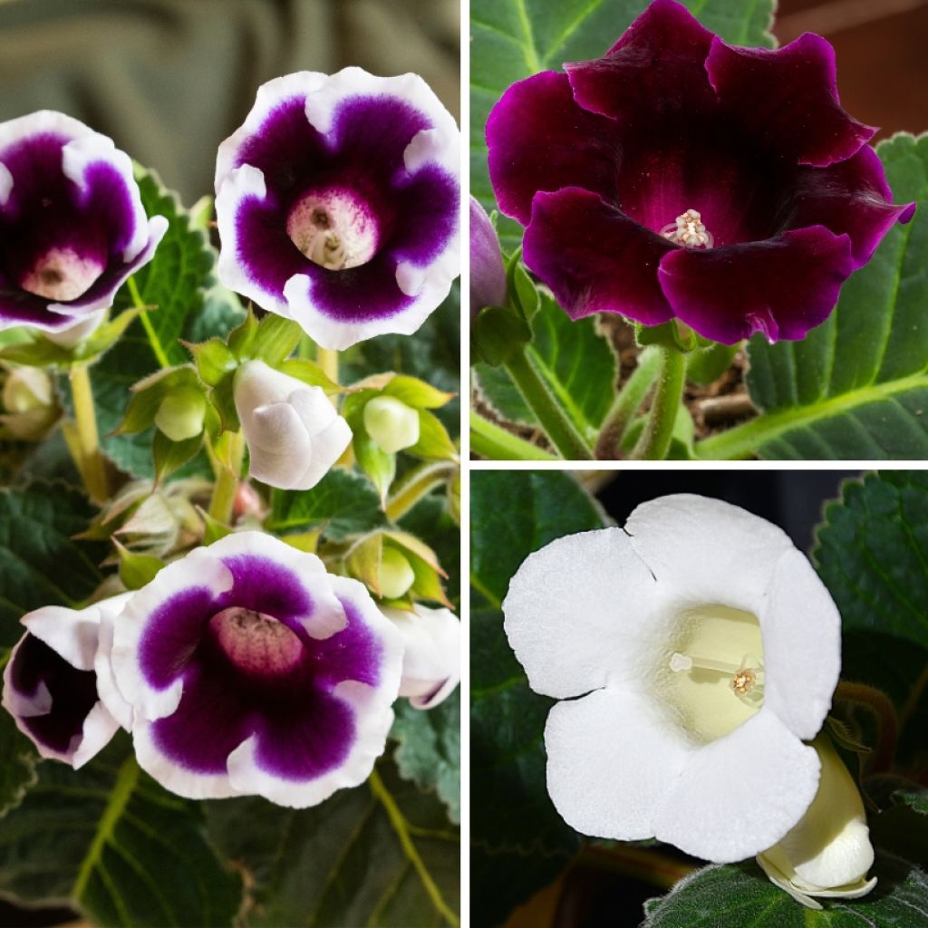 Gloxinia-Sammlung in Violett und Weiß