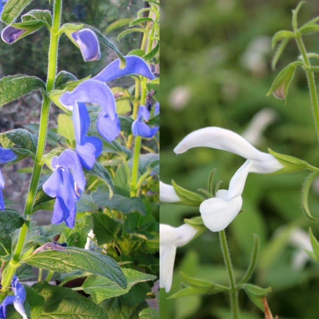 Kollektion exotischer Salbeisorten in Weiß/Blau